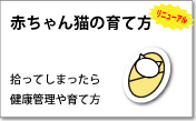 赤ちゃん猫・子猫の育て方