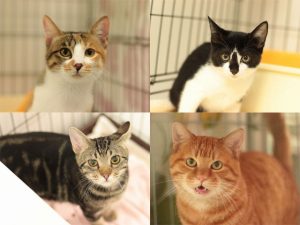 子犬子猫の里親募集 毎日面会可 Npo法人犬と猫のライフボート 子犬子猫の里親募集 毎日面会可 Npo法人犬と猫のライフボート