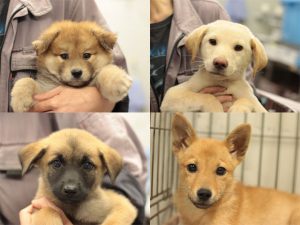 子犬子猫の里親募集 毎日面会可 Npo法人犬と猫のライフボート 子犬子猫の里親募集 毎日面会可 Npo法人犬と猫のライフボート