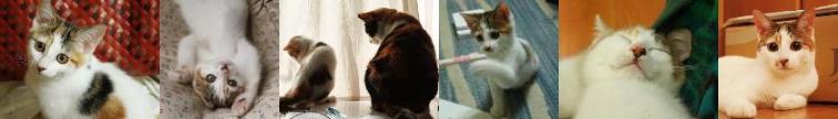 猫を迎えるための準備 初めて猫を飼う方へ