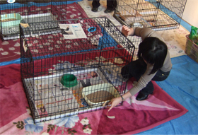 譲渡会ボランティア