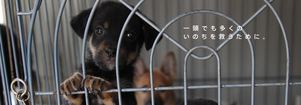 ご支援とご協力のお願い Npo法人 犬と猫のためのライフボート