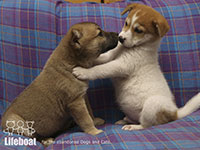 Yahoo!ネット募金