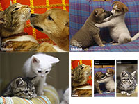 Yahoo!ネット募金