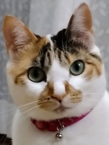 ふく