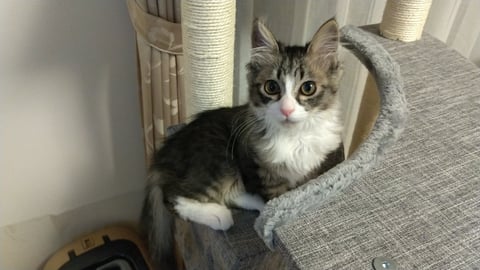 メル