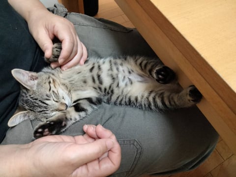 ナナ