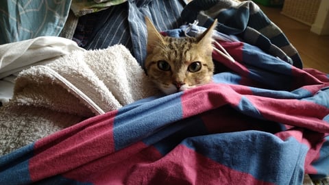 まめもち