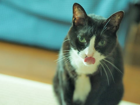 ヴィヴィ