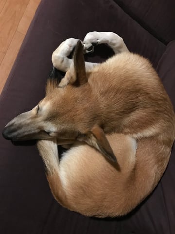 はな