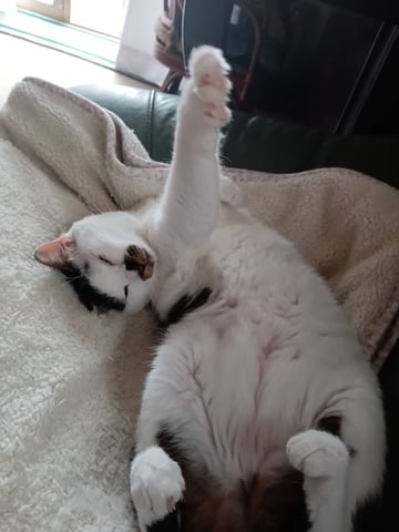 マユ