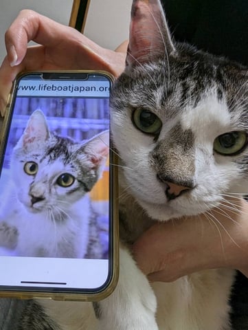 オレオ