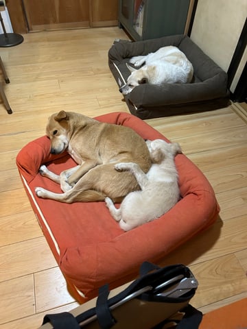 かしわもち