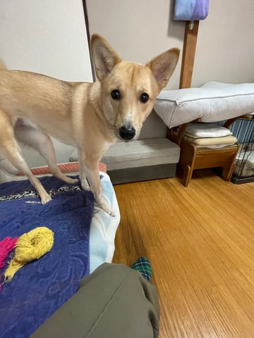 ひめ