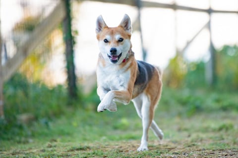 もち