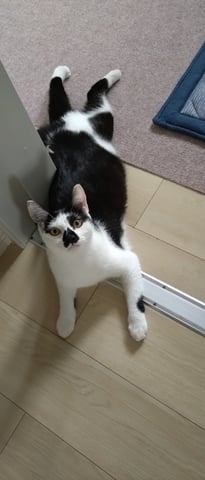 レオ