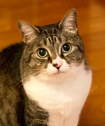 もも