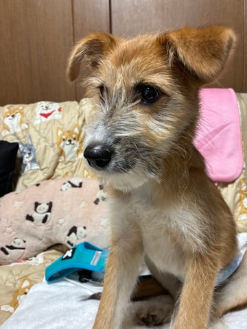 ビート