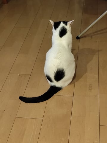ココ
