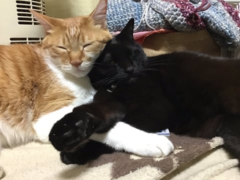 だいず