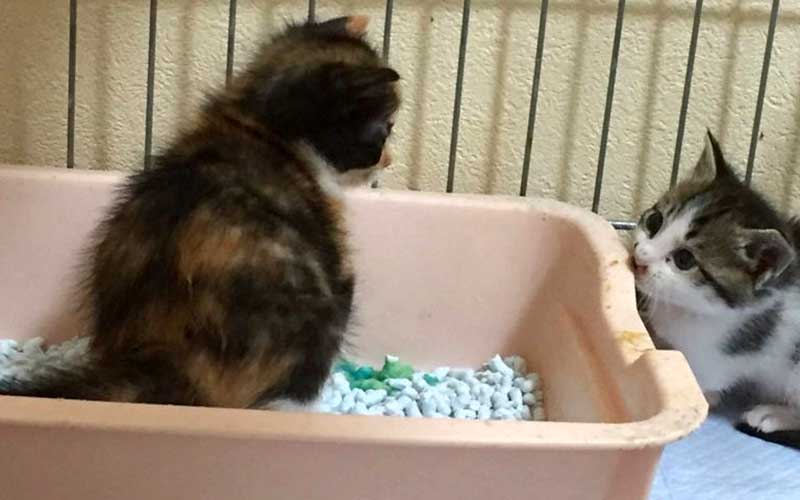 ミルク飲みの子猫の育て方 排泄について