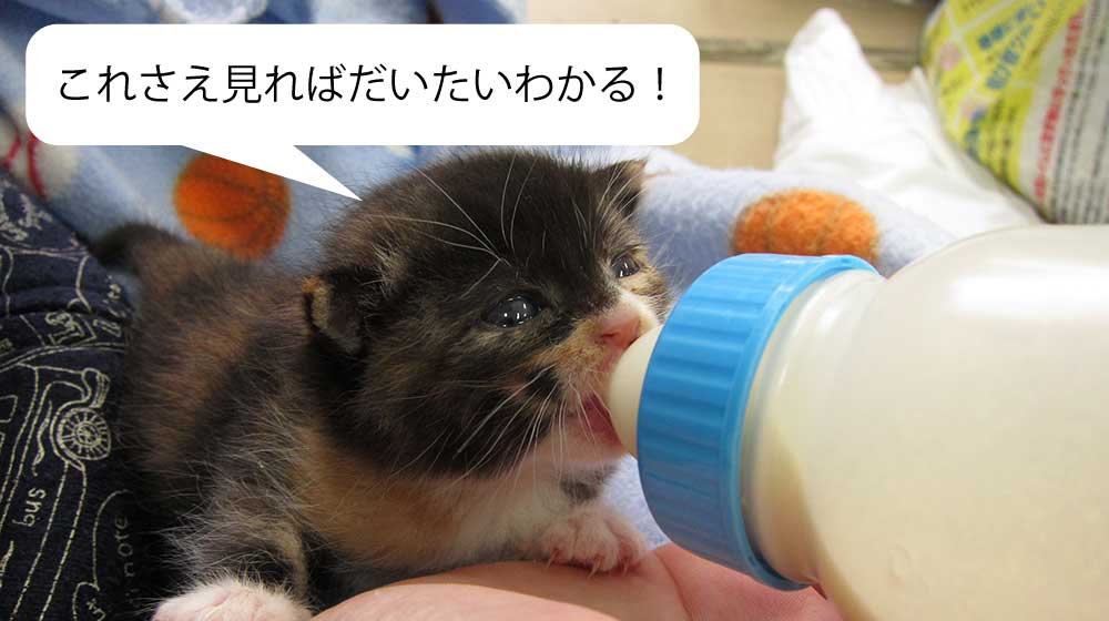 これさえ見ればだいたいわかる！ミルク飲みの子猫の育て方