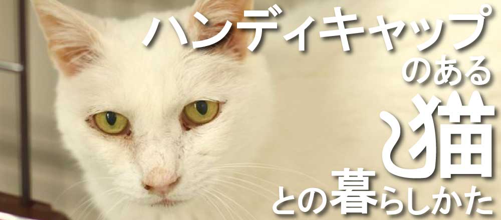 ハンディキャップのある猫との暮らしかた