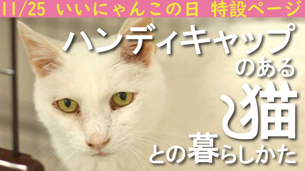 ハンディキャップのある猫との暮らしかた