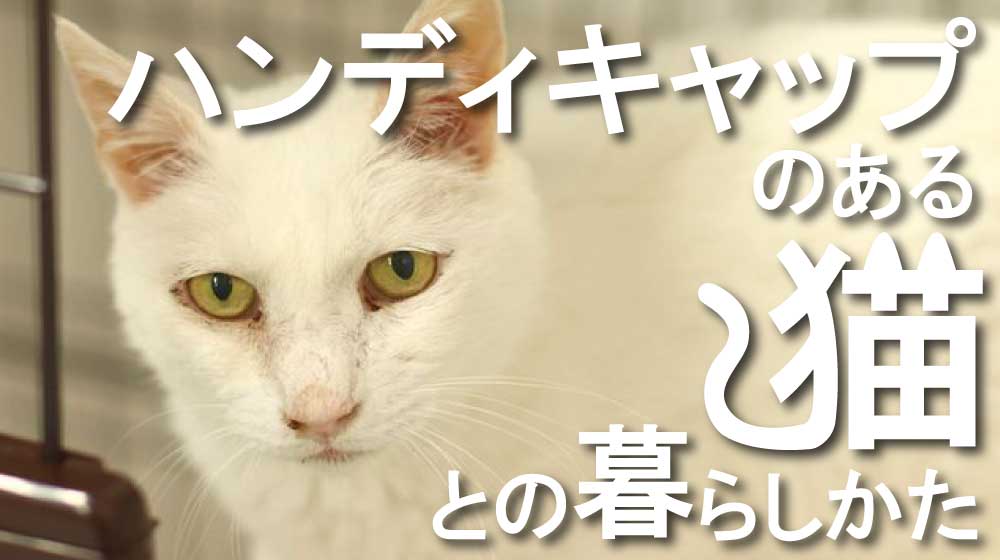 ハンディキャップを持つ猫との暮らし方