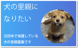 犬 里親