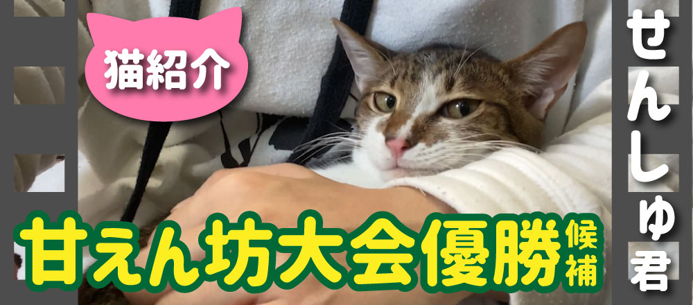 猫紹介「せんしゅ君」