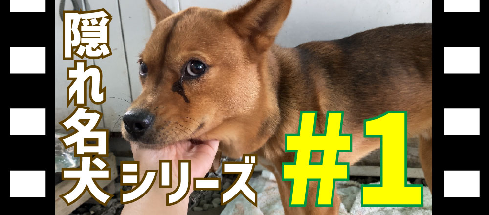 隠れ名犬シリーズ#1