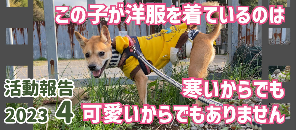 活動報告4月号