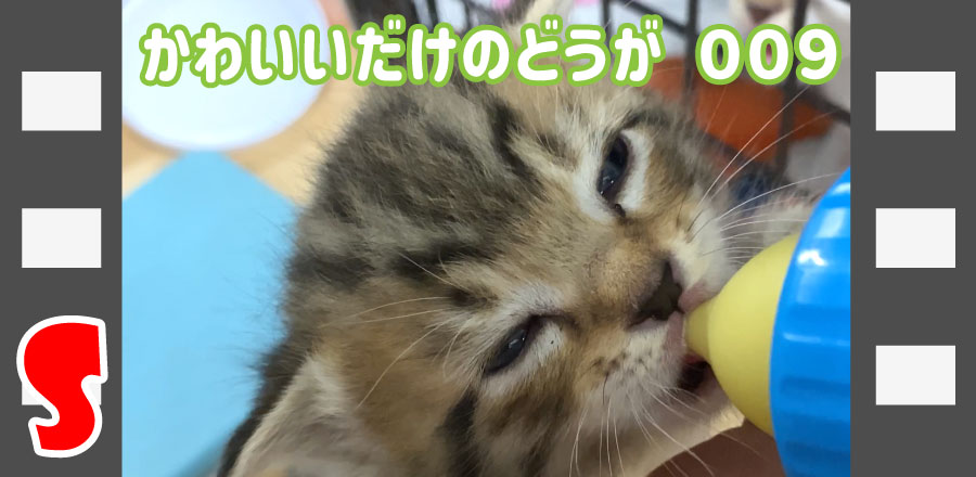 かわいいだけのどうが００９