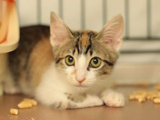 里親さんを待っている猫たちを写真でご紹介 毎日面会可 Npo法人犬と猫のためのライフボート