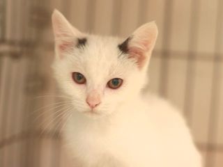 里親さんを待っている猫たちを写真でご紹介 毎日面会可 Npo法人犬と猫のためのライフボート 里親さんを待っている猫たちを写真でご紹介 毎日面会可 Npo法人犬と猫のためのライフボート