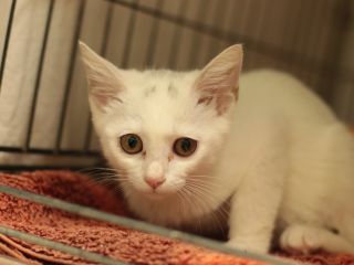 里親さんを待っている猫たちを写真でご紹介 毎日面会可 Npo法人犬と猫のためのライフボート 里親さんを待っている猫たちを写真でご紹介 毎日面会可 Npo法人犬と猫のためのライフボート