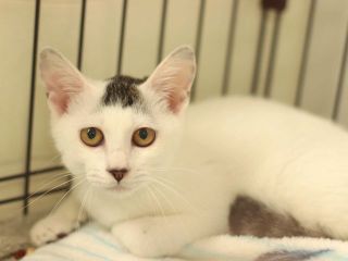 里親さんを待っている猫たちを写真でご紹介 毎日面会可 Npo法人犬と猫のためのライフボート 里親さんを待っている猫たちを写真でご紹介 毎日面会可 Npo法人犬と猫のためのライフボート
