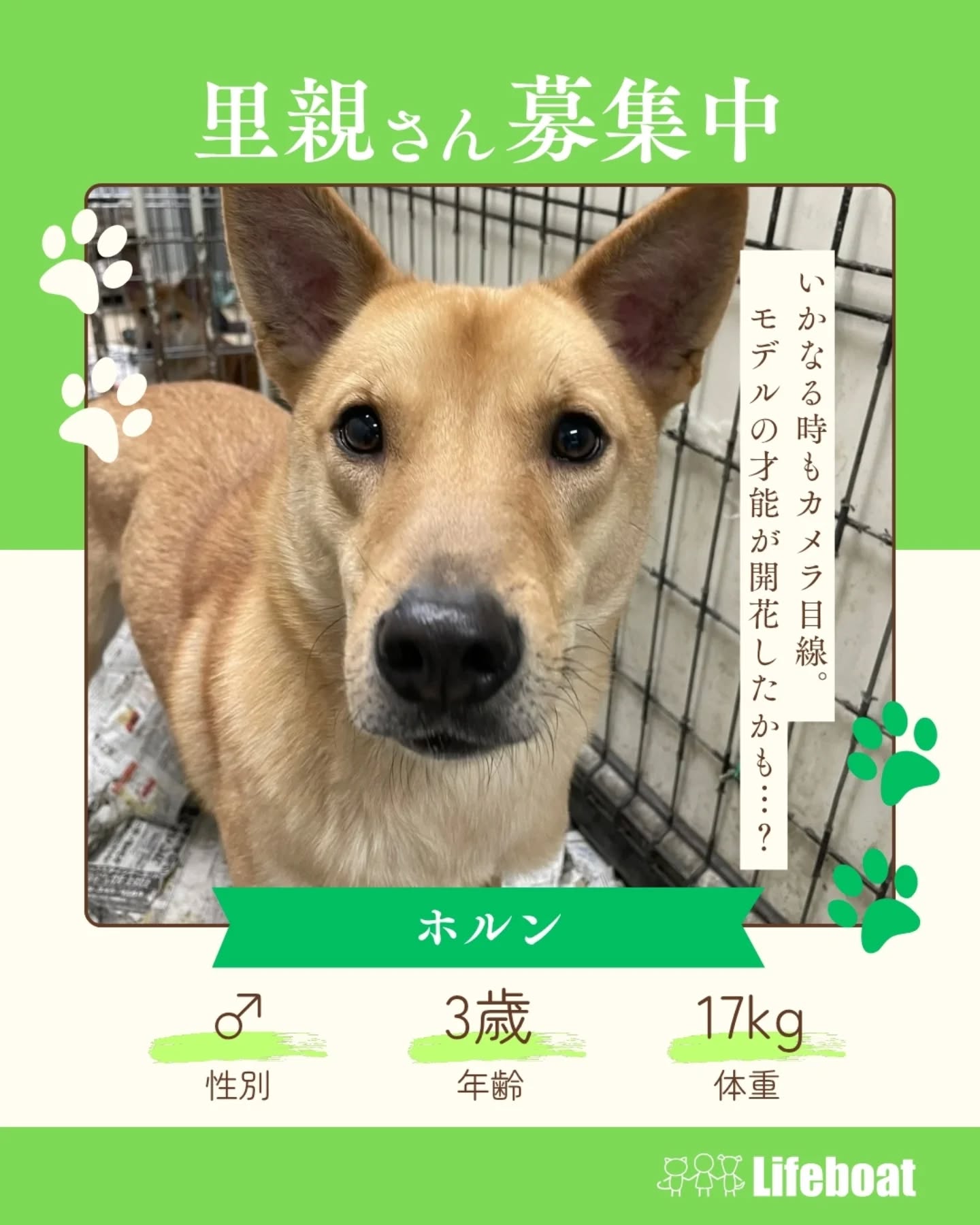ID4518（ホルン）の紹介 - NPO法人犬と猫のためのライフボート