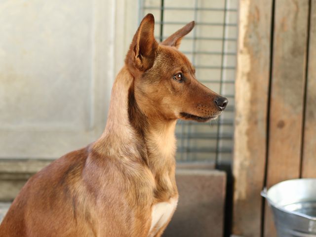 Cd3046 ミロ の紹介 Npo法人犬と猫のためのライフボート