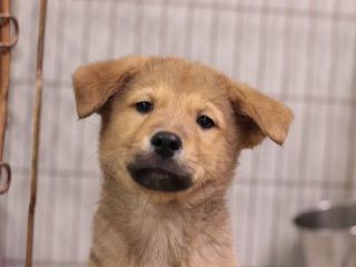 里親さんを待っている犬たち 毎日面会可 Npo法人犬と猫のためのライフボート