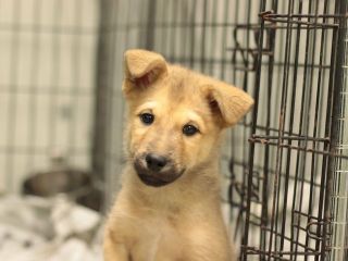 里親さんを待っている犬たち 毎日面会可 Npo法人犬と猫のためのライフボート