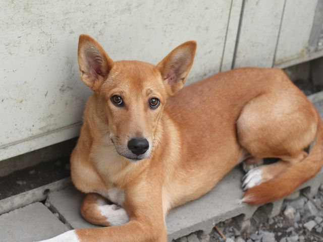 Id3431 チャック の紹介 Npo法人犬と猫のためのライフボート Id3431 チャック の紹介 Npo法人犬と猫のためのライフボート