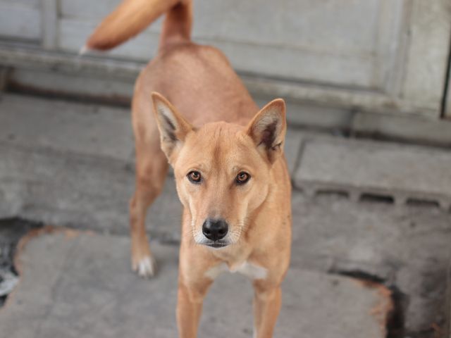 Id3431 チャック の紹介 Npo法人犬と猫のためのライフボート Id3431 チャック の紹介 Npo法人犬と猫のためのライフボート