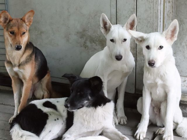 Id3471 つむぎ の紹介 Npo法人犬と猫のためのライフボート Id3471 つむぎ の紹介 Npo法人犬と猫のためのライフボート