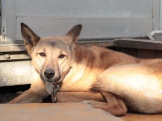 里親 関西 犬