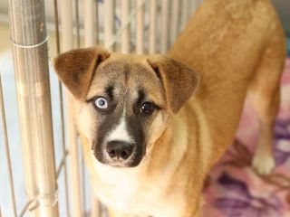 里親さんを待っている犬たち 毎日面会可 Npo法人犬と猫のための