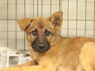 里親さんを待っている犬たち 毎日面会可 Npo法人犬と猫のためのライフボート 里親さんを待っている犬たち 毎日面会可 Npo法人犬と猫のためのライフボート