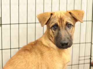里親さんを待っている犬たち 毎日面会可 Npo法人犬と猫のためのライフボート 里親さんを待っている犬たち 毎日面会可 Npo法人犬と猫のためのライフボート