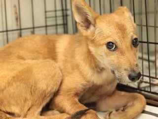 里親さんを待っている犬たち 毎日面会可 Npo法人犬と猫のためのライフボート 里親さんを待っている犬たち 毎日面会可 Npo法人犬と猫のためのライフボート